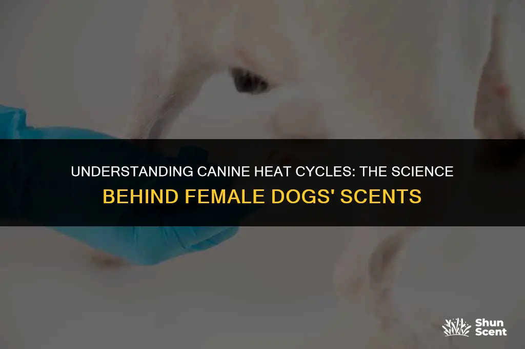 what does the scent of a female dog in heat
