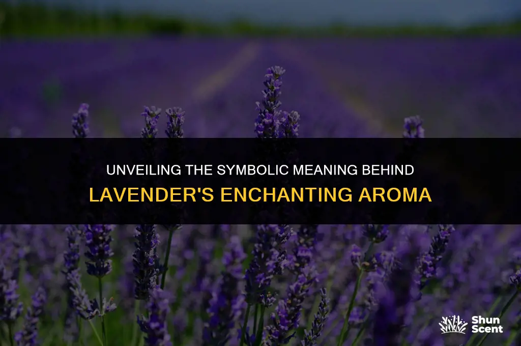 what does the scent of lavender represent