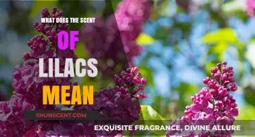 Unveiling the Meaning Behind the Scent of Lilacs