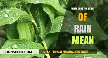 Unveiling the Secrets: What Does the Scent of Rain Mean?