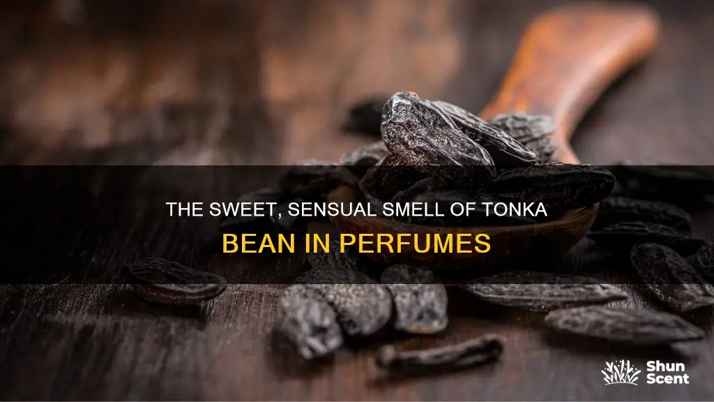 what does tonka bean smell like in perfume