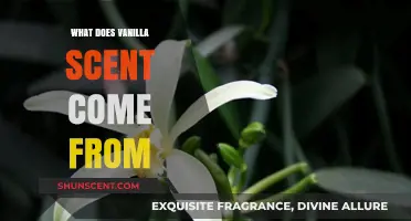 Unveiling the Sweet Origins of Vanilla's Intoxicating Aroma