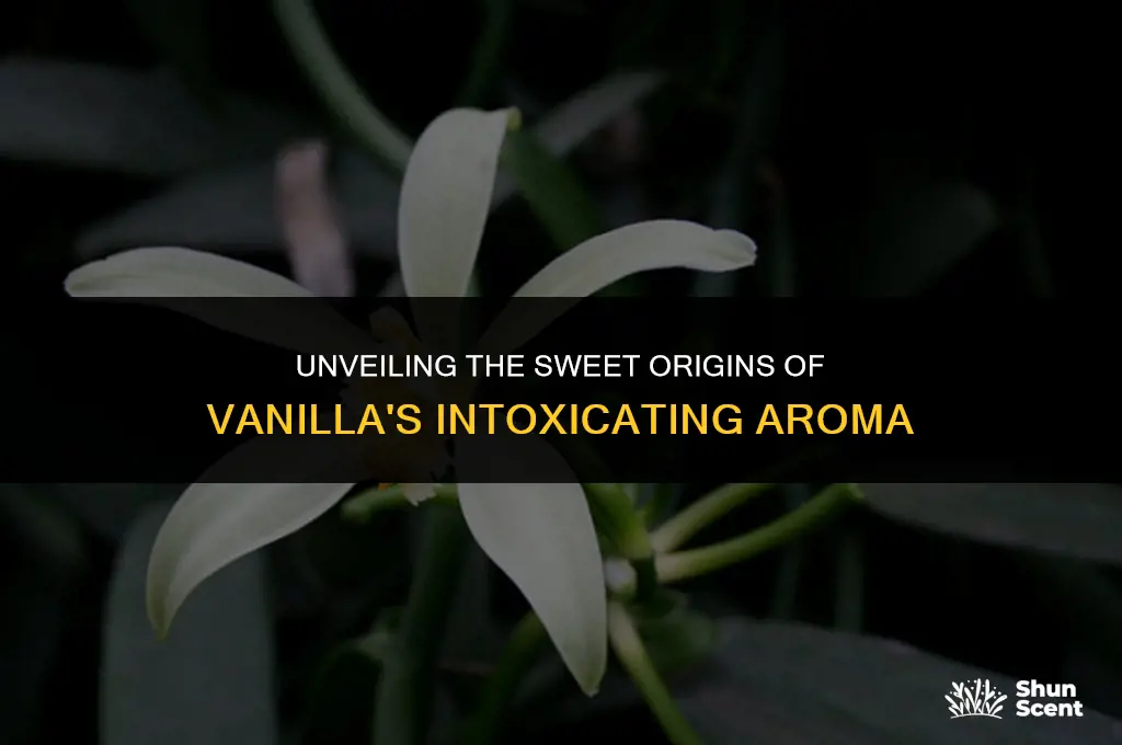 what does vanilla scent come from