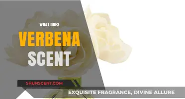 Exploring the Fragrant World of Verbena: A Scent Guide