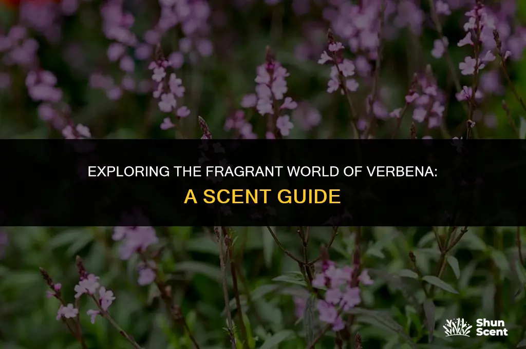 what does verbena scent