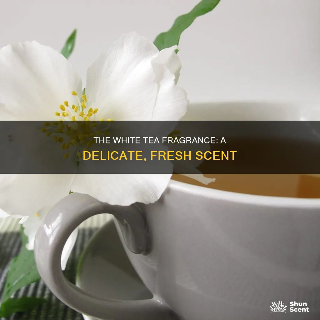 what does white tea fragrance smell like
