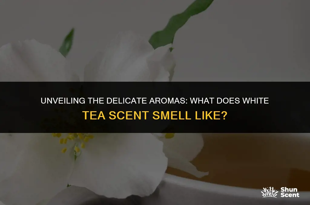 what does white tea scent smell like