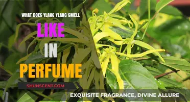 Ylang Ylang's Sweet, Exotic Perfume Notes