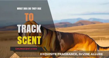 Unleashing the Power of Canine Noses: The Art of Scent Tracking