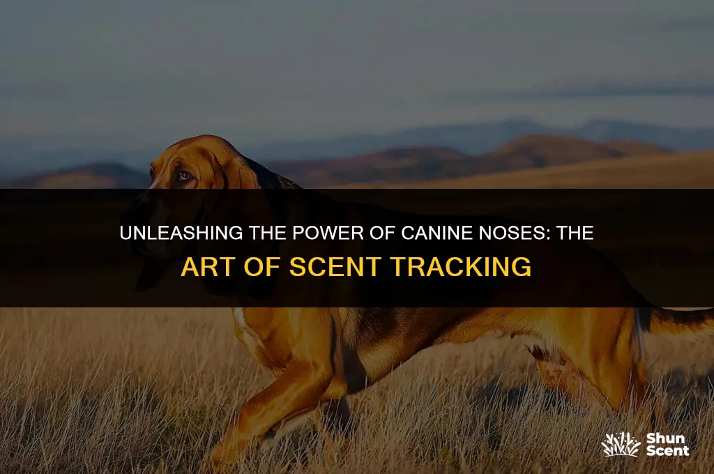 what dog do they use to track scent