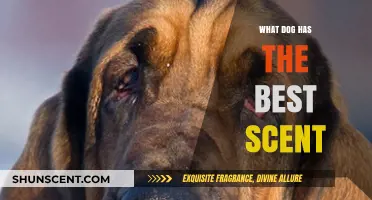 Unleashing the Power of Canine Noses: Which Dog Breed Reigns Supreme in Scent Detection?