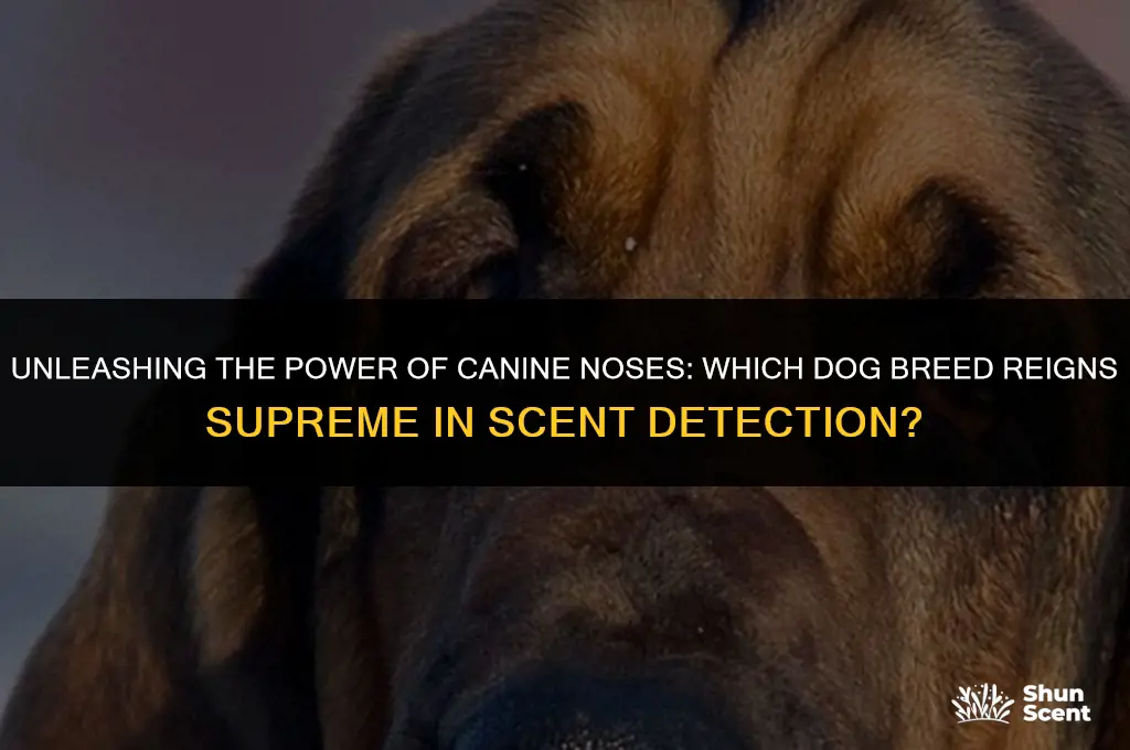 what dog has the best scent
