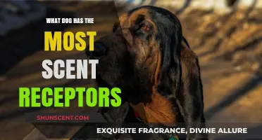 Unleashing the Power of Canine Noses: Which Dog Breed Reigns Supreme in Scent Detection?