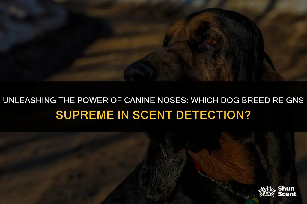 what dog has the most scent receptors