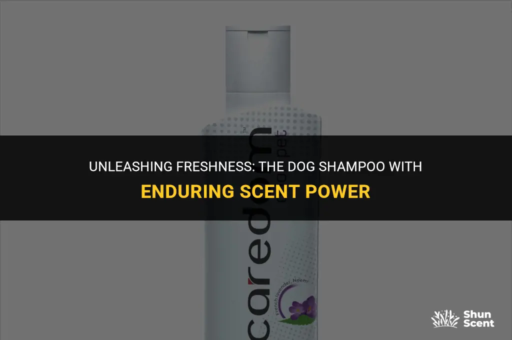 what dog shampoo has the longest lasting scent