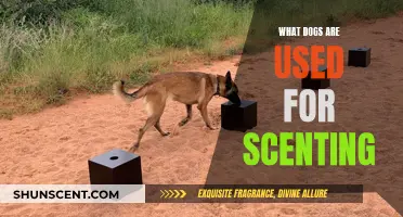 Unleashing the Power of Canine Noses: Dogs in Scent Detection