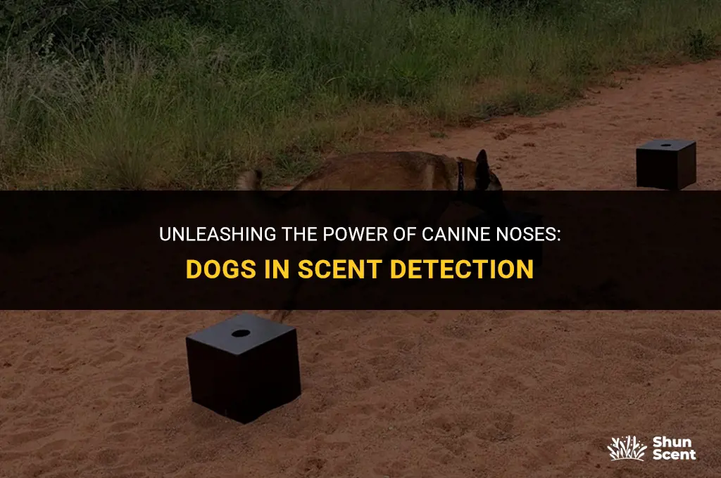 what dogs are used for scenting
