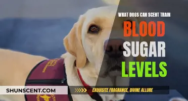 Sniffing Out Health: Can Dogs Detect Blood Sugar Levels?