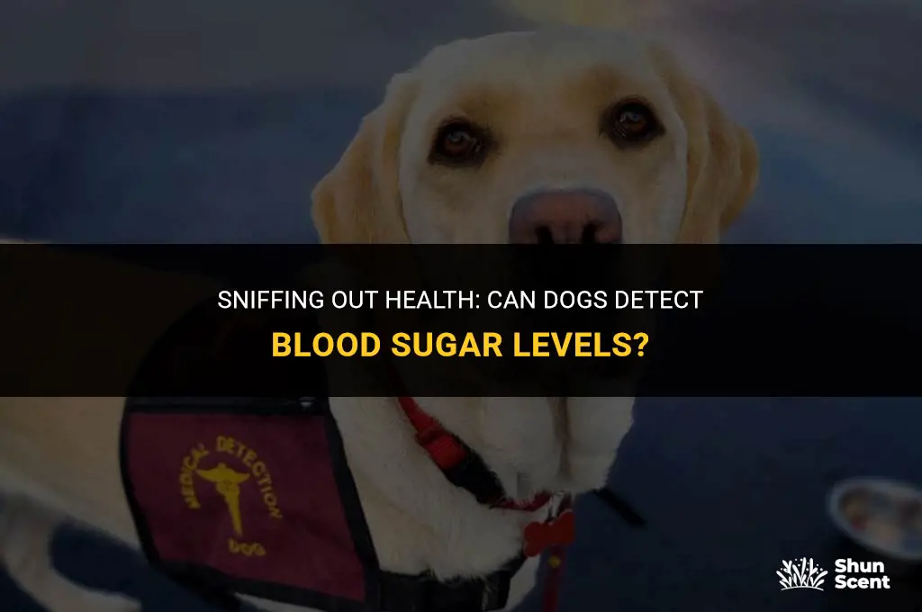 what dogs can scent train blood sugar levels