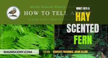 Unveiling the Mystery: What Creatures Feast on Hay Scented Ferns?