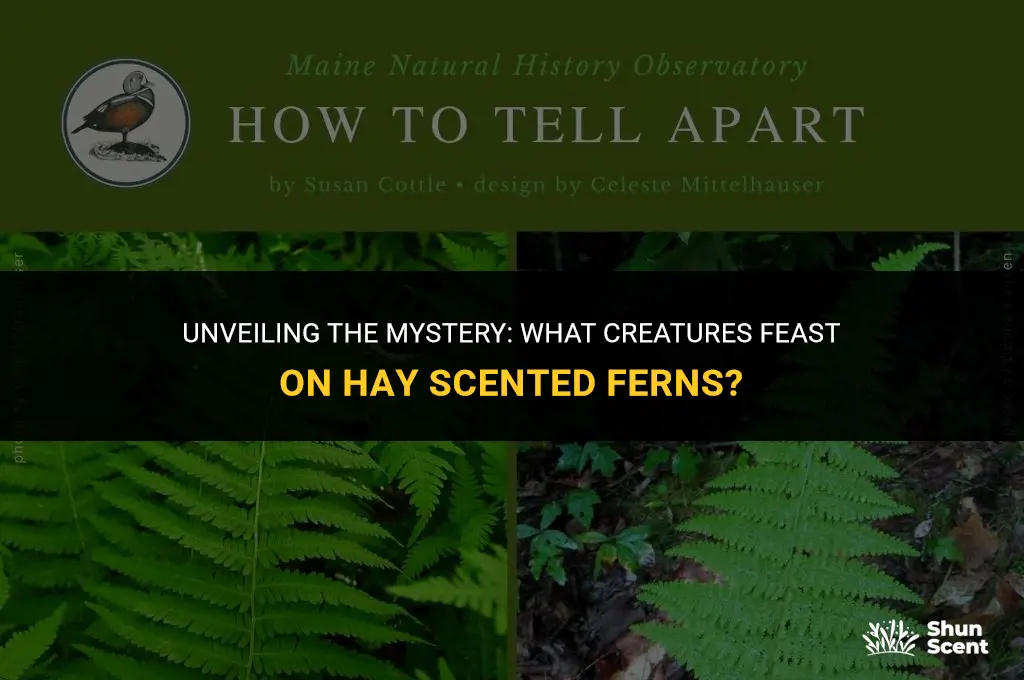 what eats a hay scented fern