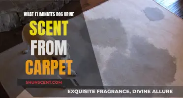 Effective Solutions to Remove Dog Urine Odor from Carpets