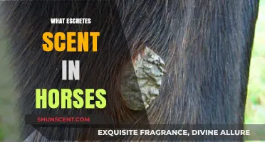 Unveiling the Secrets: What Triggers Scent in Horses