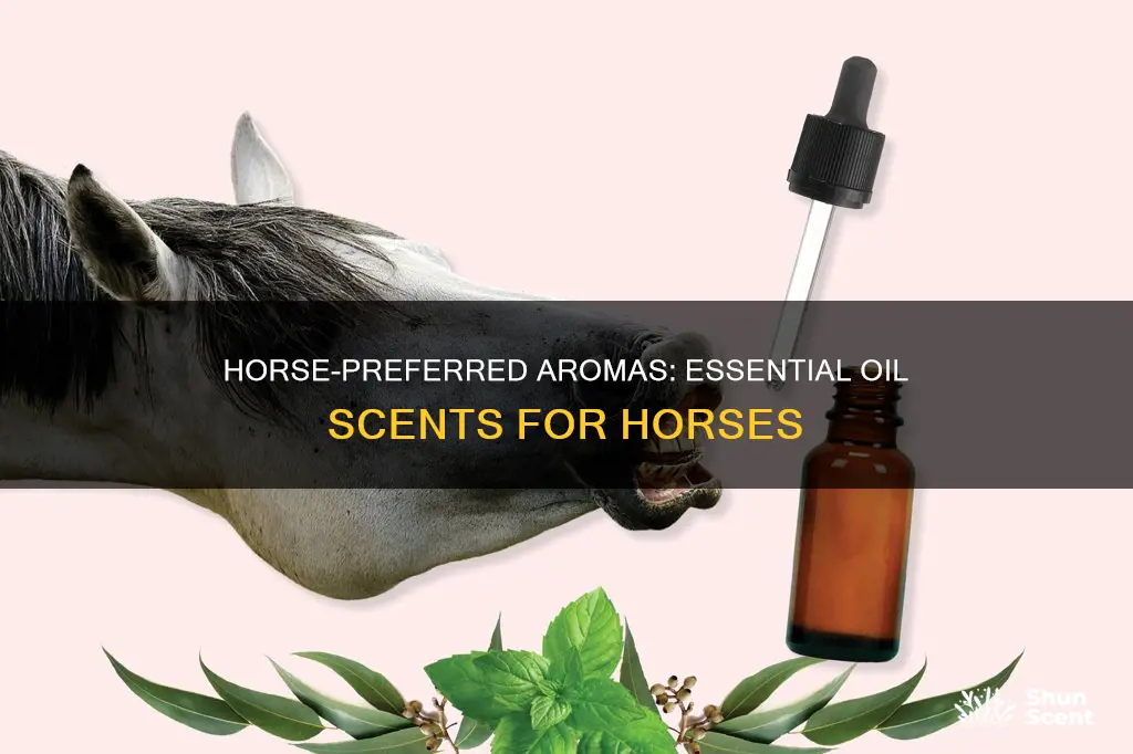 what essential oil aromas do horses prefer