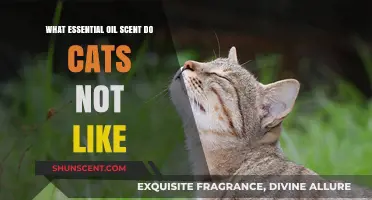 Aromatherapy for Pet Parents: Essential Oils Cats Despise