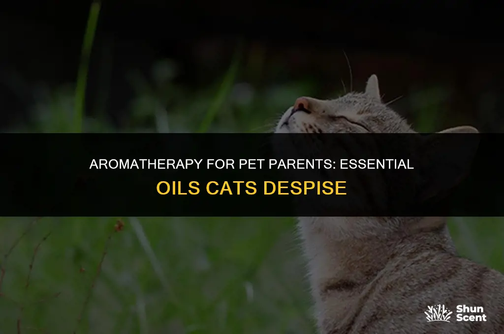 what essential oil scent do cats not like
