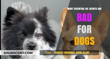 Aromatherapy for Canines: Which Essential Oils to Avoid