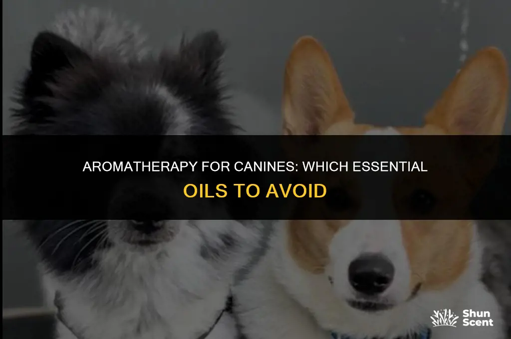 what essential oil scents are bad for dogs