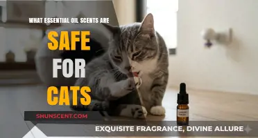 Feline-Friendly Aromas: Essential Oils Safe for Your Cat Companion