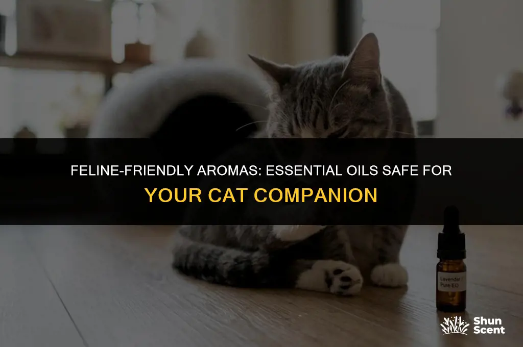 what essential oil scents are safe for cats
