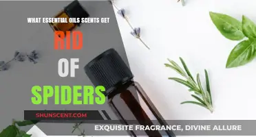 Natural Spider Repellents: Essential Oils to Keep Spiders Away