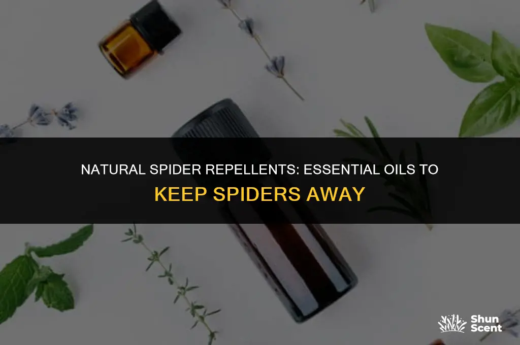what essential oils scents get rid of spiders