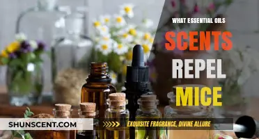 Natural Mouse Repellents: Essential Oils to Keep Mice Away