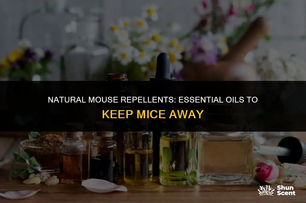 what essential oils scents repel mice