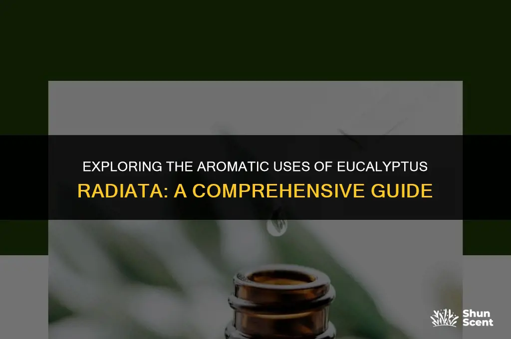 what eucalyptus radiata used for scent
