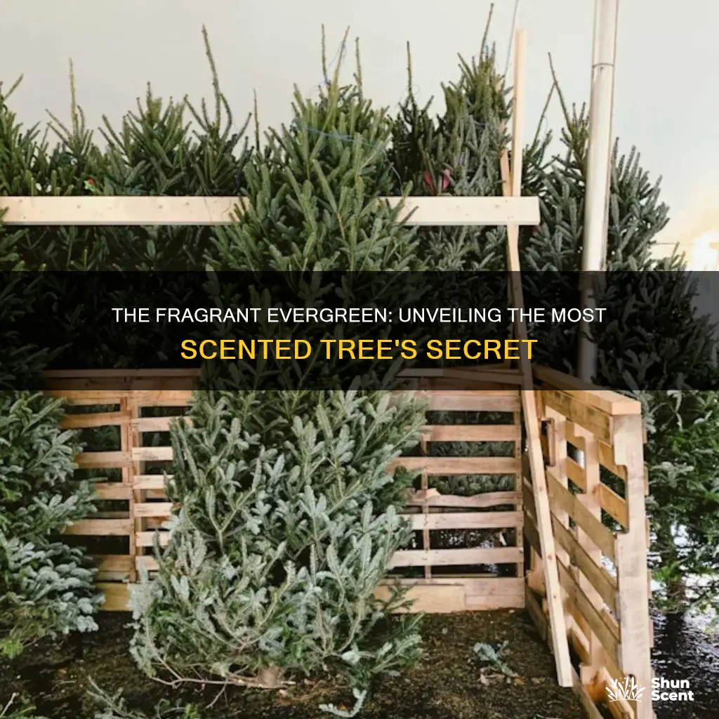 what evergreen tree has the most fragrance when cut