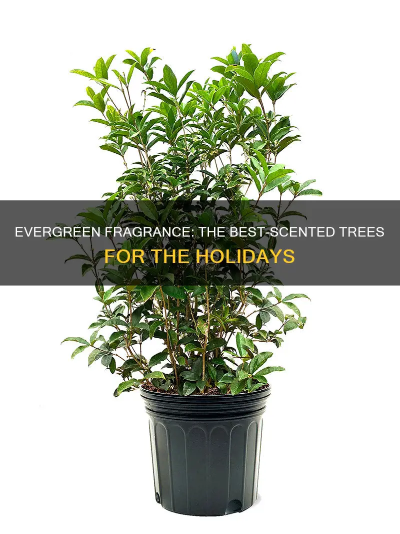 what evergreen tree has the most fragrance when cut