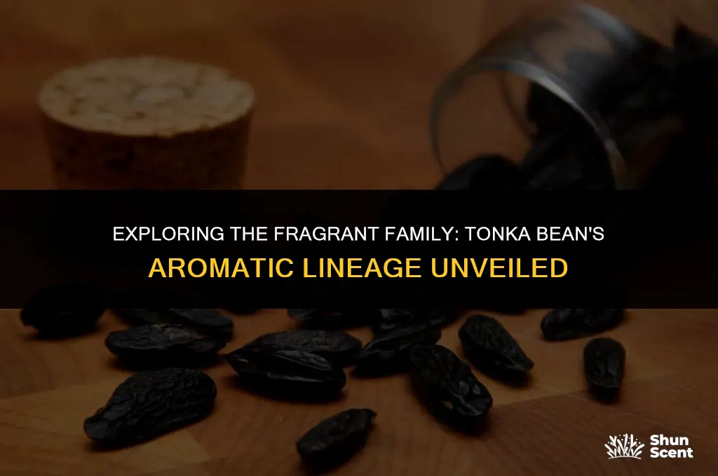what family is the scent tonka bean