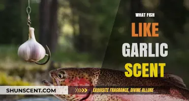 Garlic-Infused Fishing: A Surprising Attractant for These Fish Species