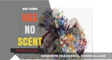 Silent Blossoms: Exploring the World of Scentless Flowers