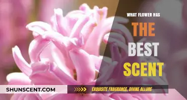 Nature's Perfumery: Unveiling the Flower with the Most Enchanting Scent