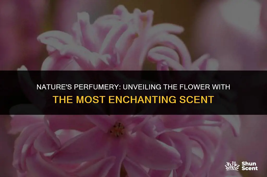 what flower has the best scent