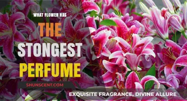 Discover the Most Fragrant Flower: Nature's Strongest Perfume Revealed