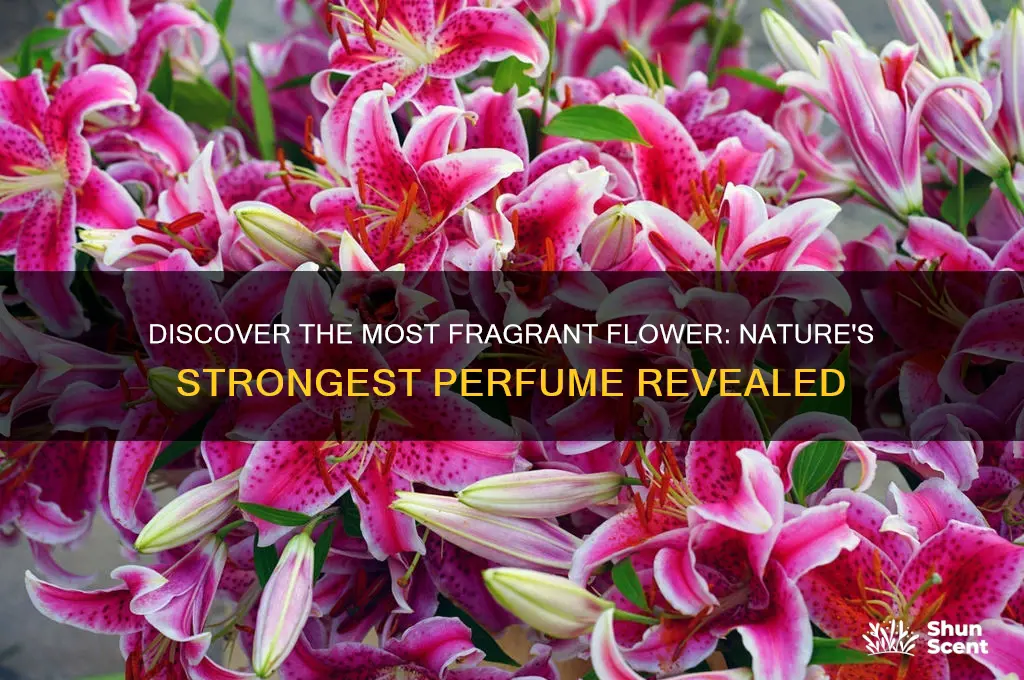 what flower has the stongest perfume
