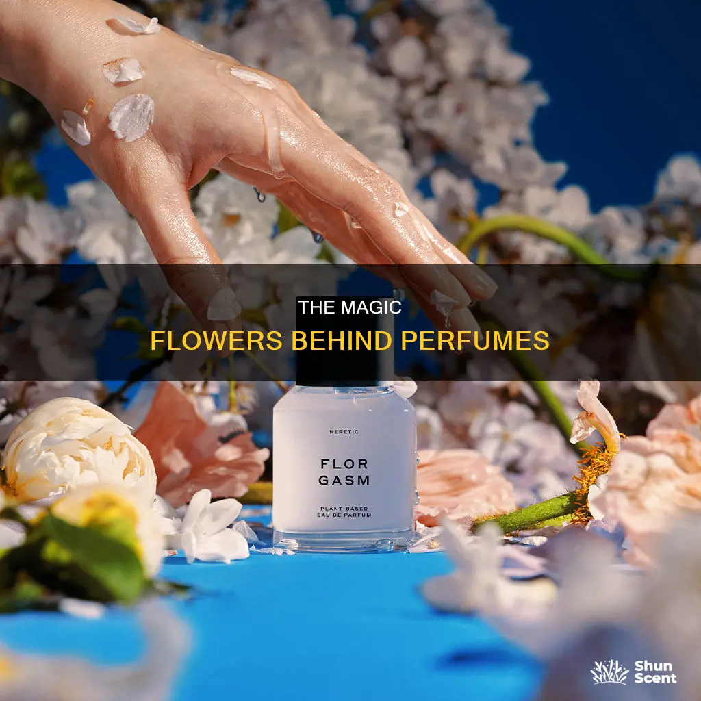 what flowers are used to make perfume