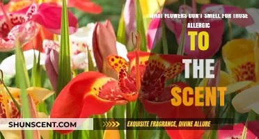 Blossoms Beyond Scents: Exploring Flowers That Offer Beauty Without Allergenic Aromas